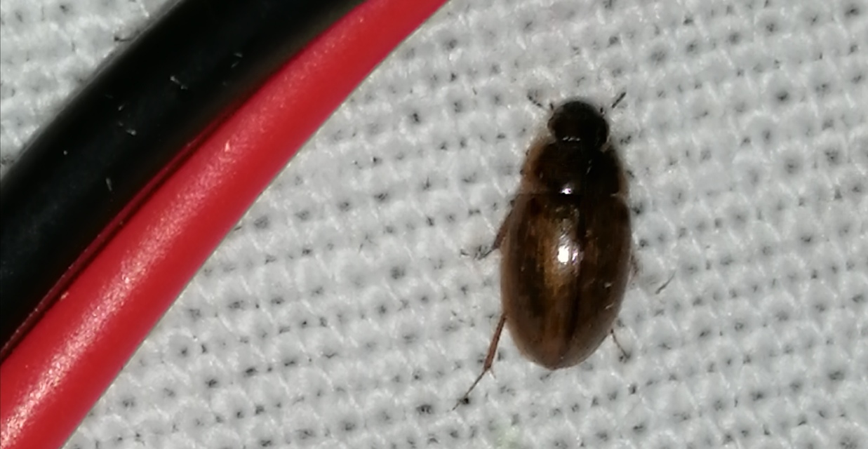 Enochrus