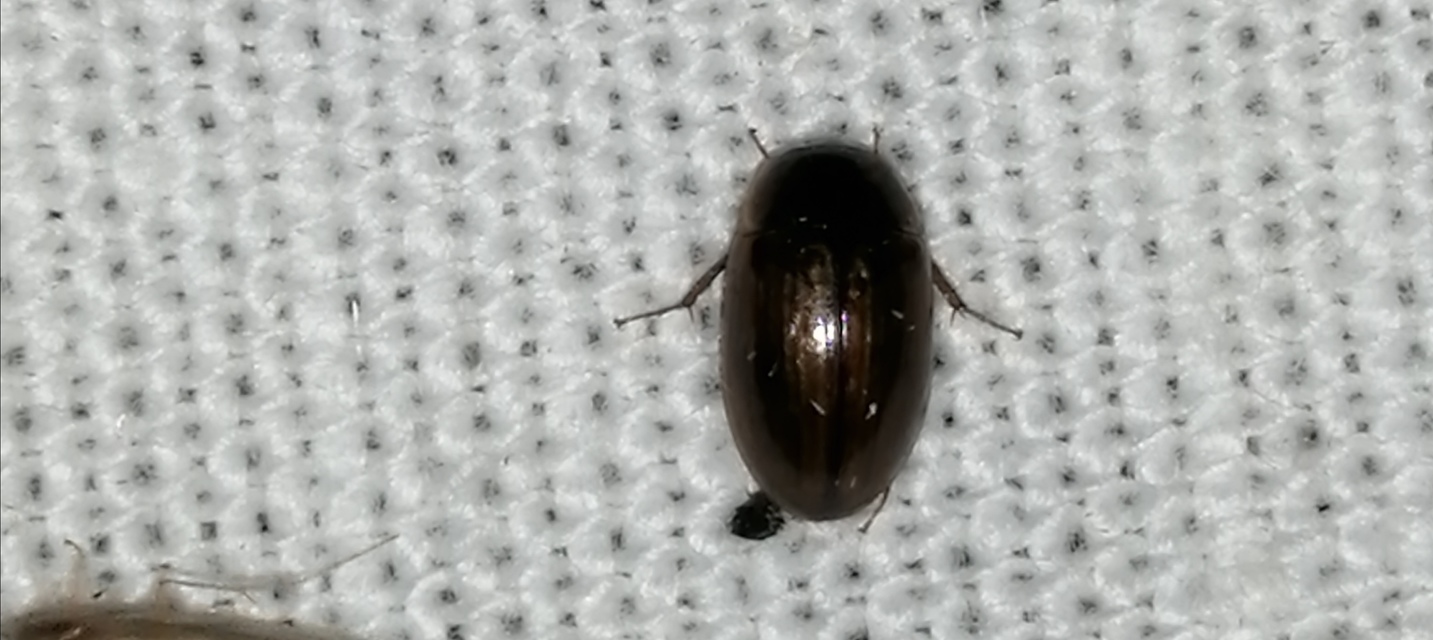 Enochrus