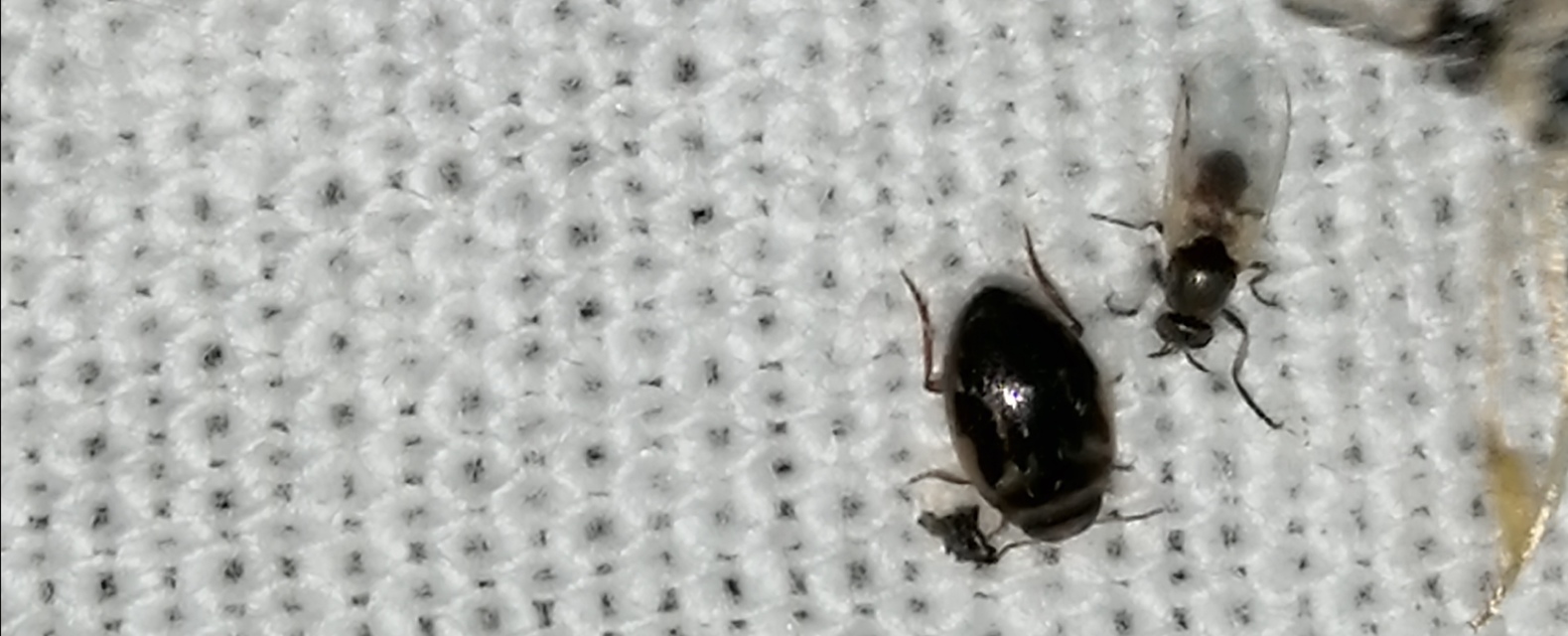Hygrotus inaequalis - gyakori aprócsíkbogár