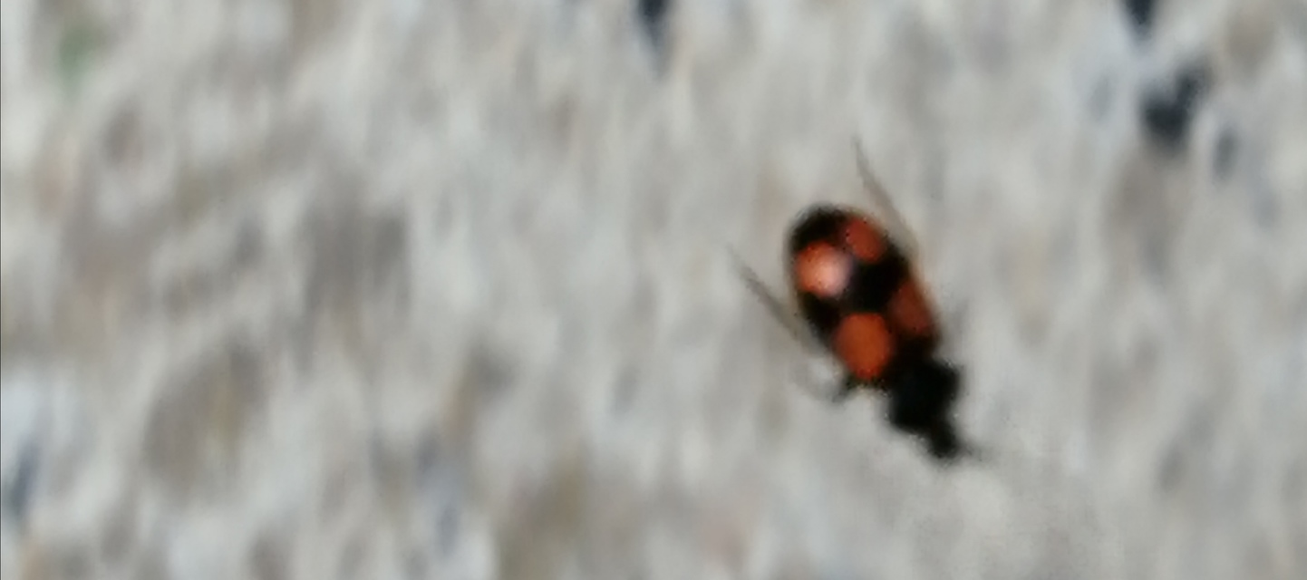 Panagaeus bipustulatus - kis keresztesfutó