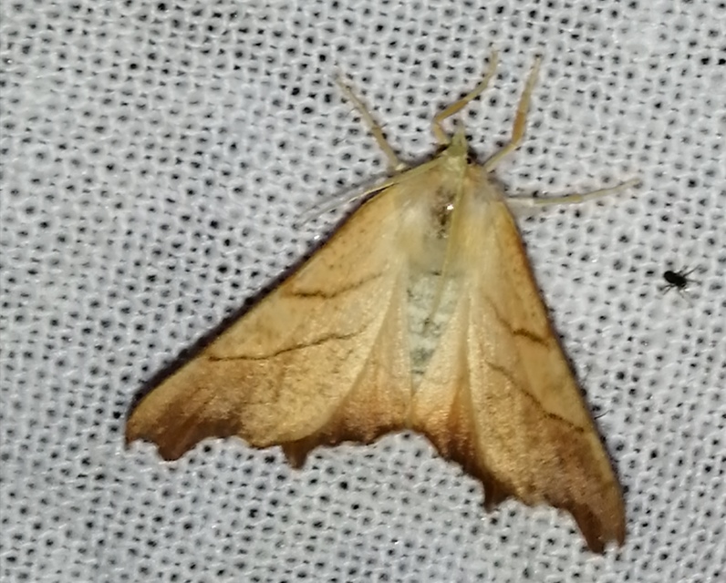 Ennomos fuscantaria - kőris-levélaraszoló