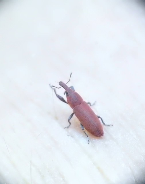 Lixus angustus - rövid dudvabarkó