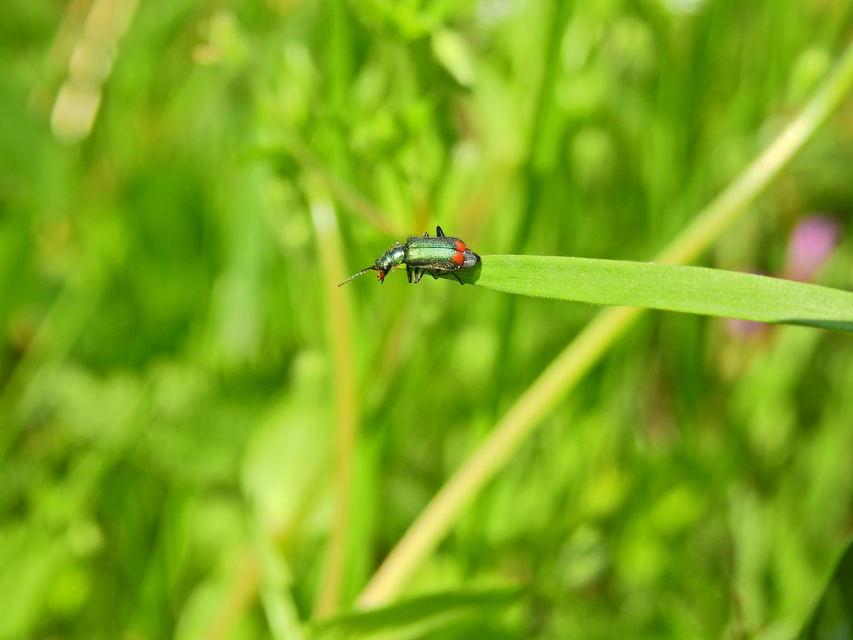 Clanoptilus geniculatus - sárgaarcú bibircsesbogár