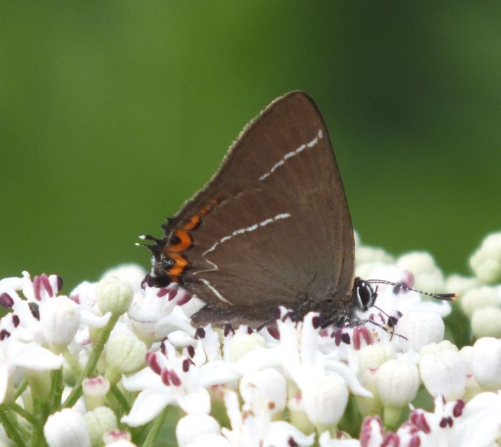 Satyrium w-album - szilfa-csücsköslepke