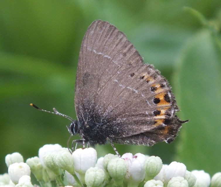 Satyrium pruni - szilvafa-csücsköslepke