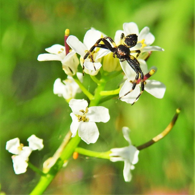 Synema globosum - fekete-sárga karolópók