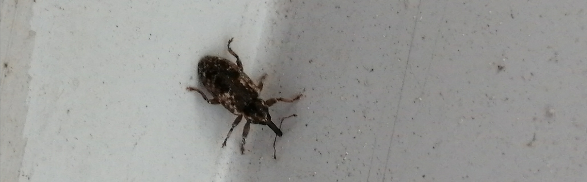 Dorytomus ictor - szegélyes hangormányos