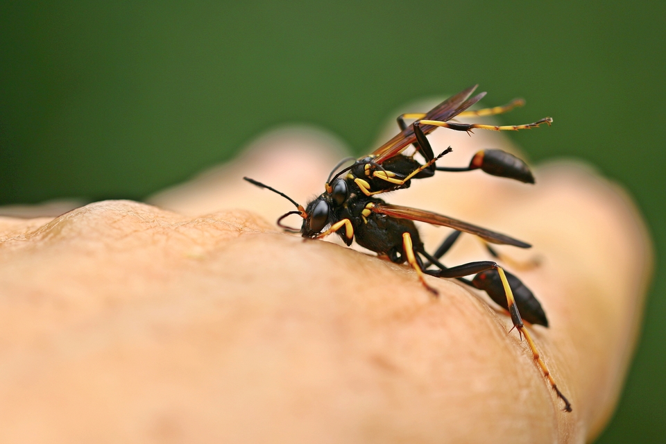 Sceliphron caementarium - feketenyelű lopódarázs