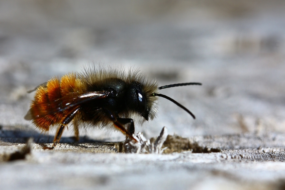 Osmia cornuta - szarvas faliméh