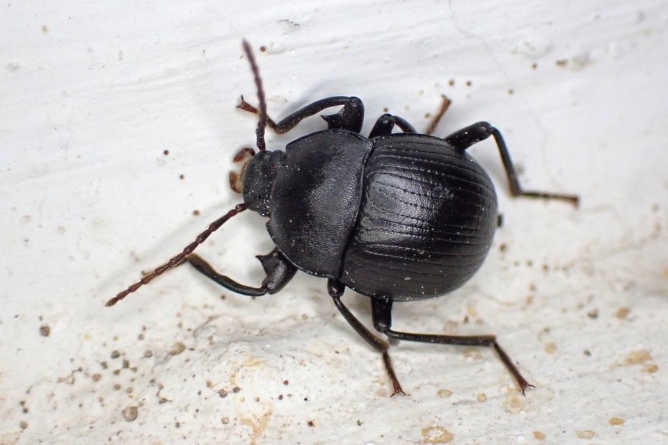 Accanthopus velikensis