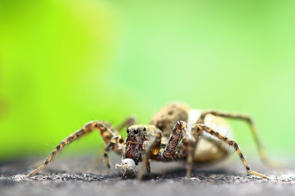 Pardosa