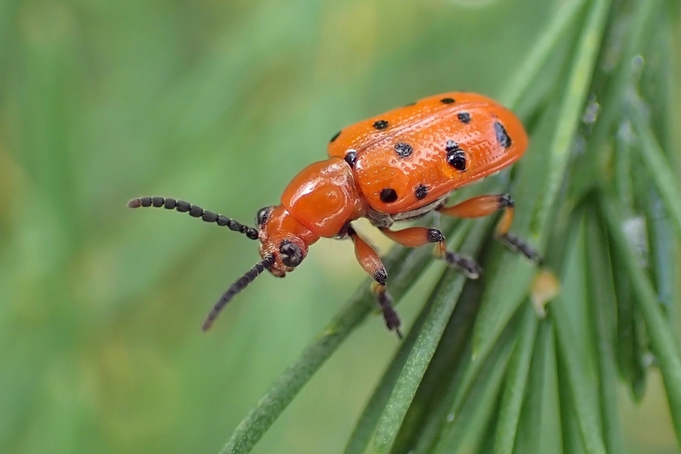 Crioceris duodecimpunctata - tizenkétpontos spárgabogár