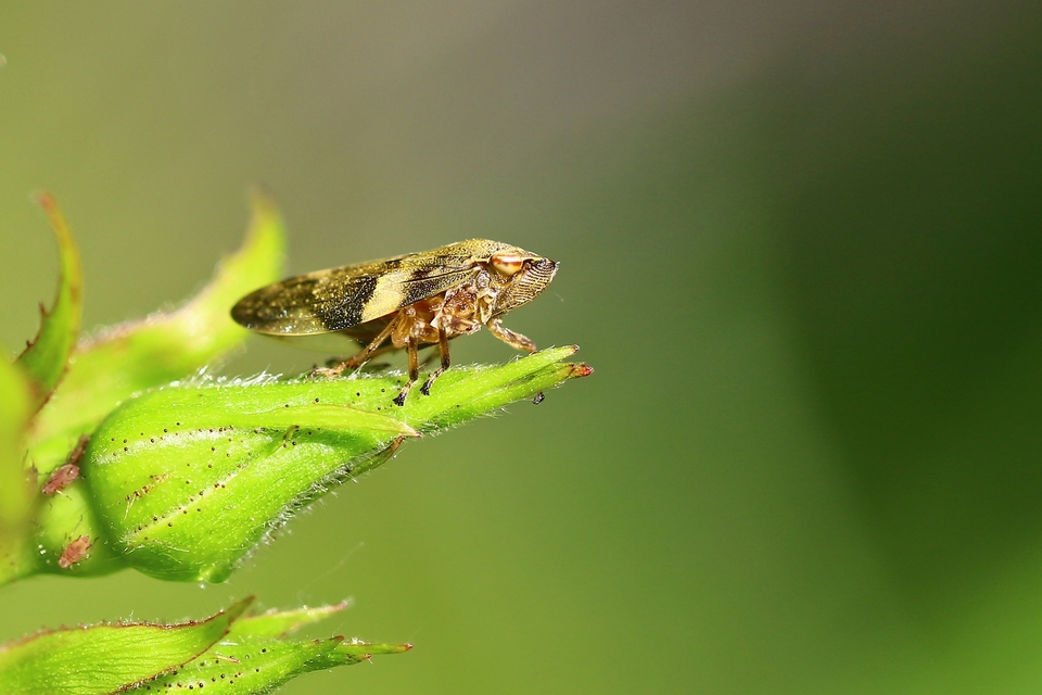 Aphrophora alni