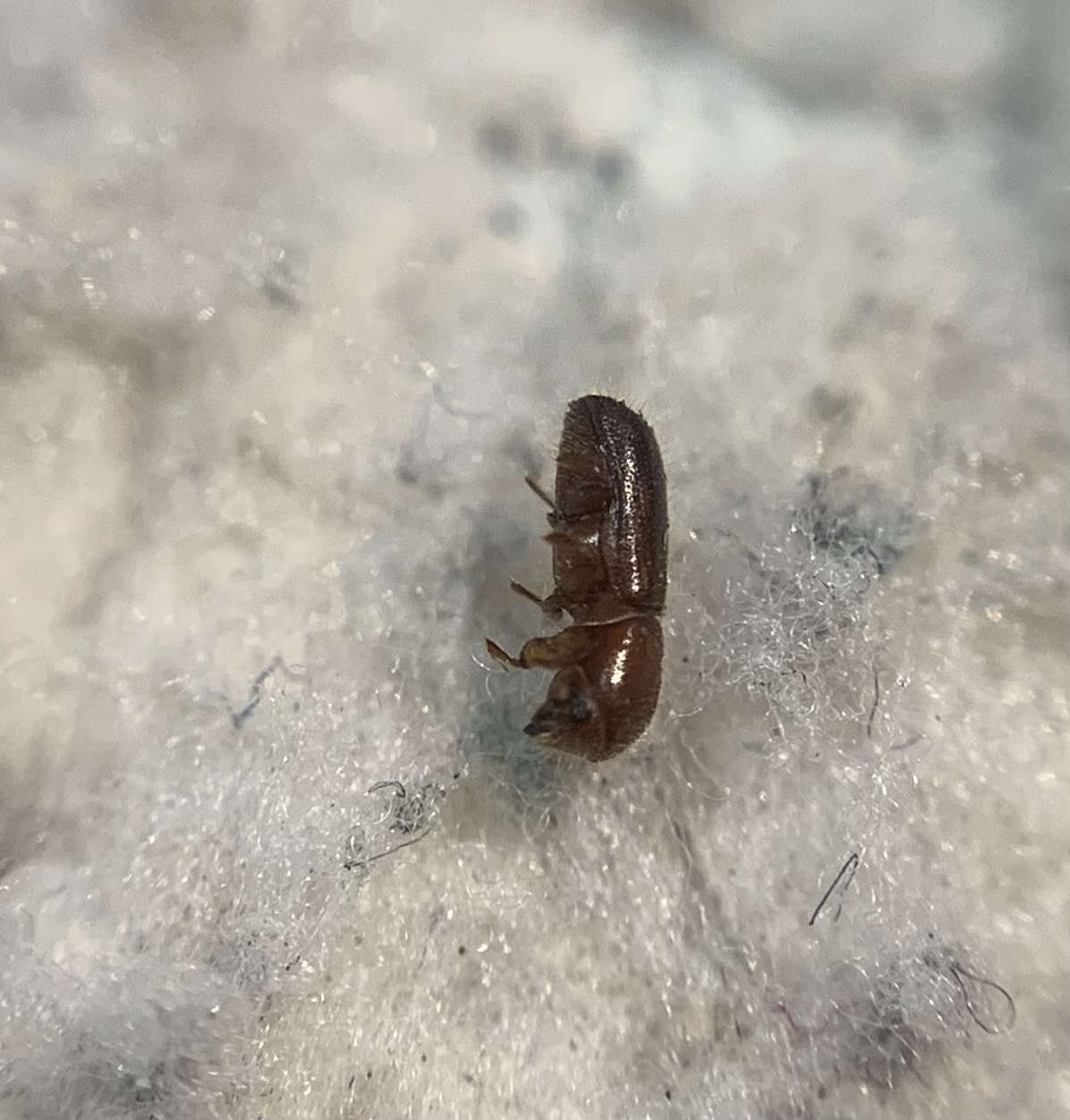 Xyleborus monographus - tölgy-szarvasszú