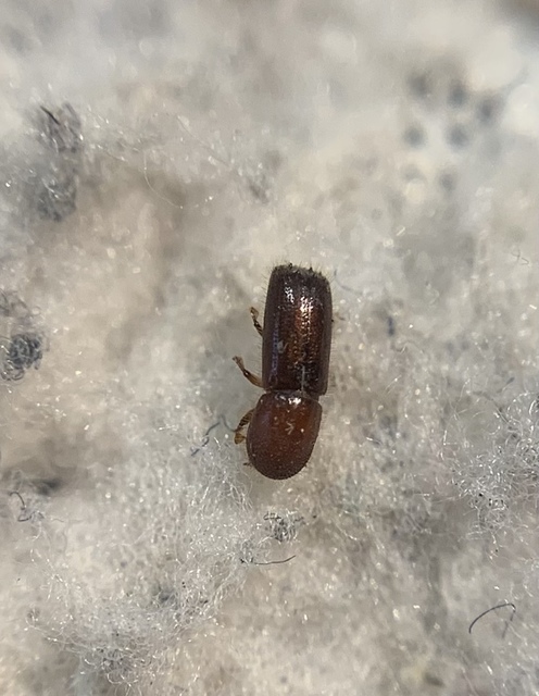 Xyleborus monographus - tölgy-szarvasszú Xyleborus monographus - tölgy-szarvasszú