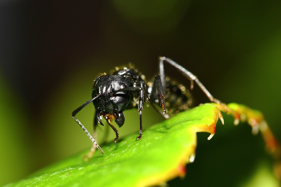 Camponotus vagus - fekete lóhangya