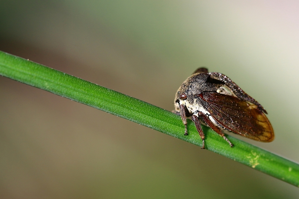 Centrotus cornutus - szarvaskabóca