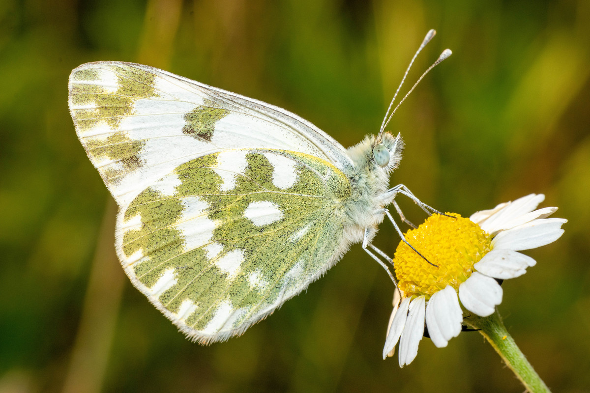 Pontia edusa - rezedalepke