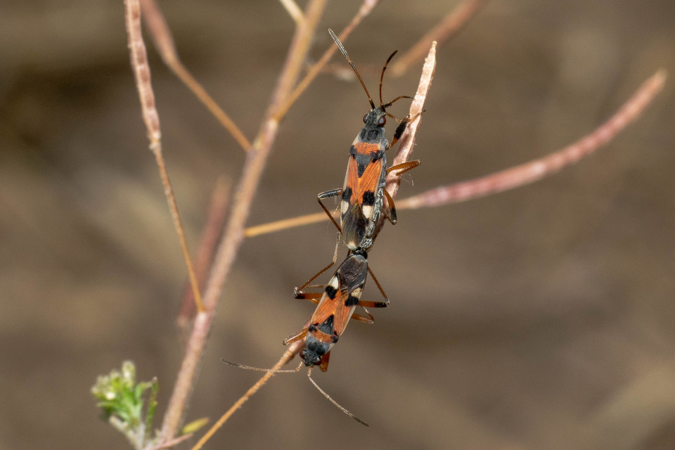 Beosus quadripunctatus - pettyes homokibodobács