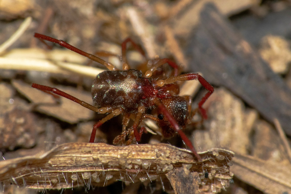 Erythraeus