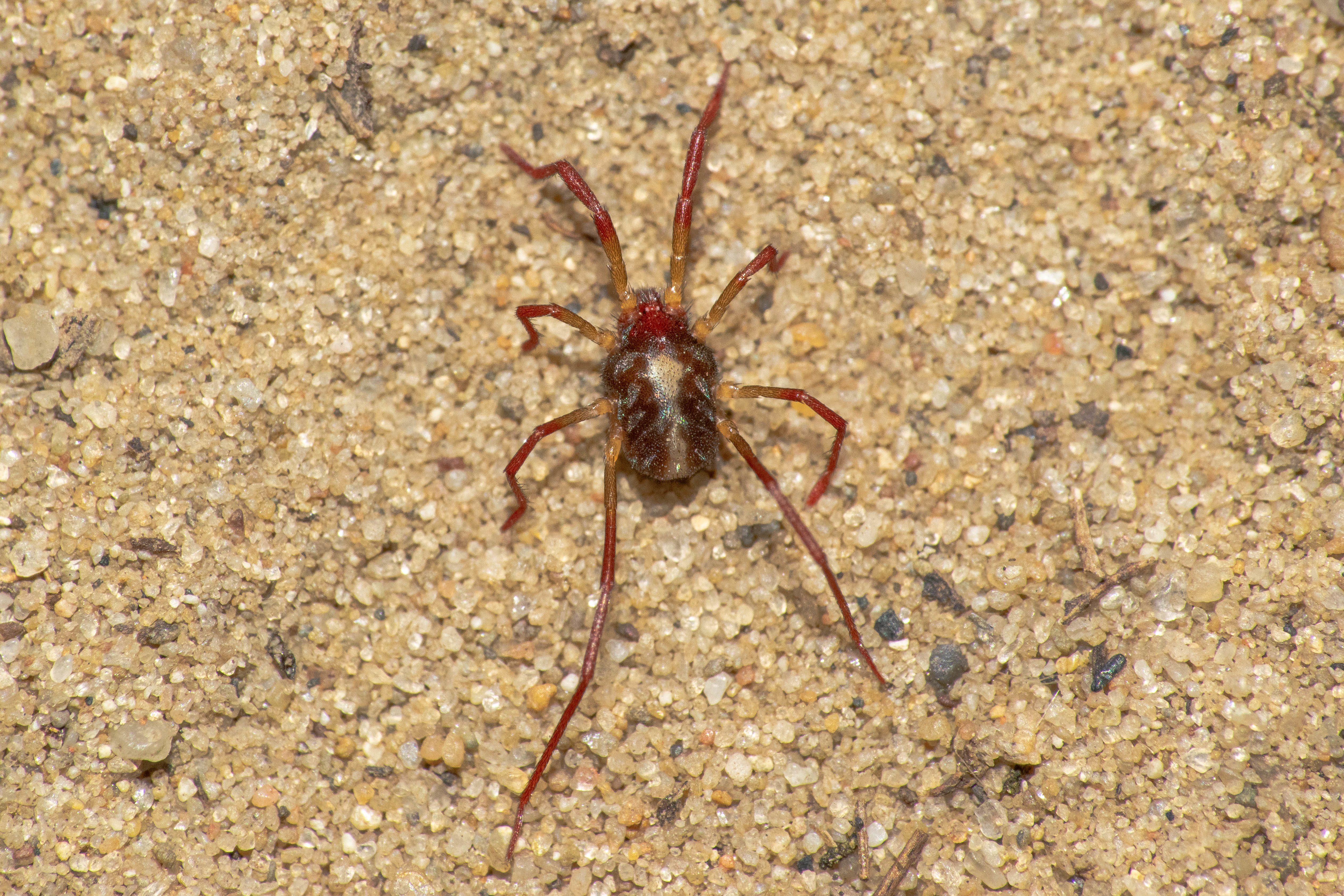 Erythraeus