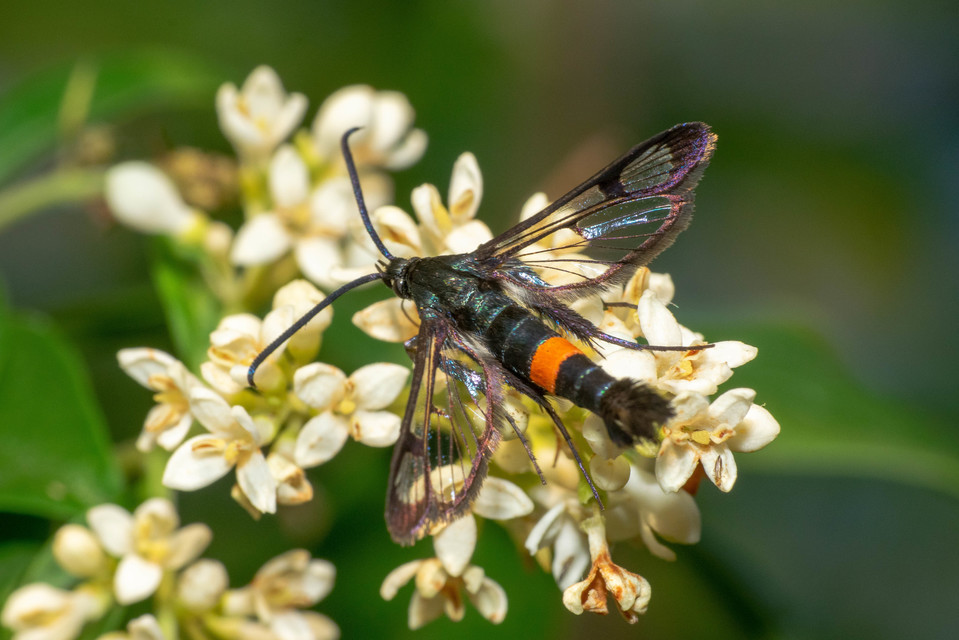 Sesiidae - szitkárfélék