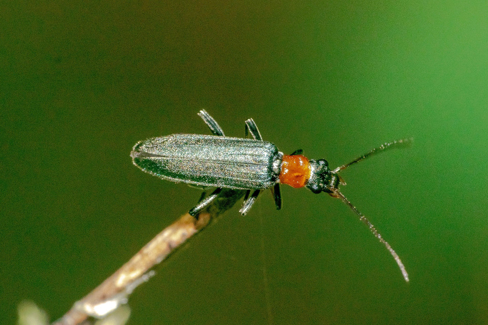 Oedemera croceicollis - pirostorú álcincér