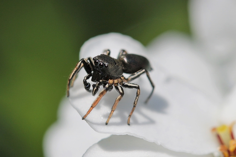 Heliophanus