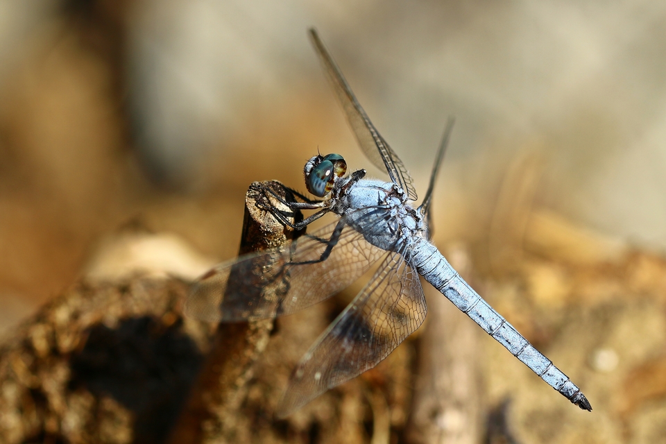 Orthetrum brunneum - pataki pásztorszitakötő