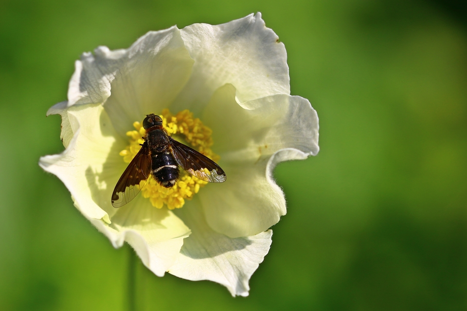 Hemipenthes velutina - bársonyos gyászlégy