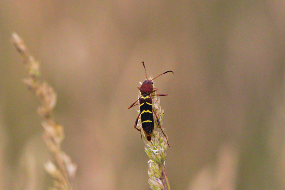 Neoclytus acuminatus - amerikai darázscincér