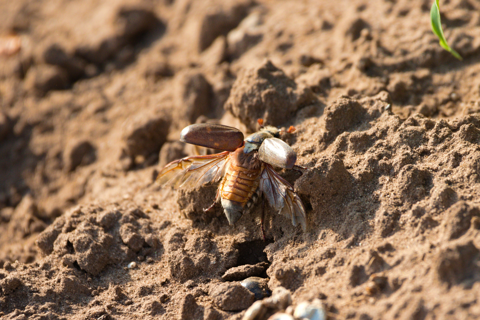 Anoxia pilosa - pusztai cserebogár