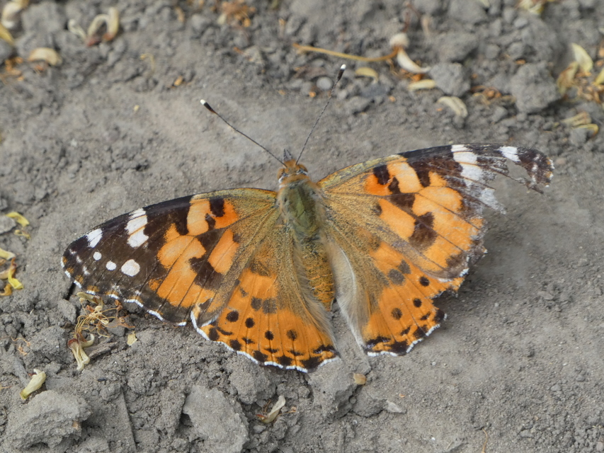 Vanessa cardui - bogáncslepke