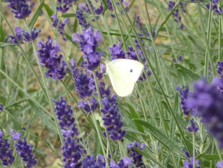 Pieris rapae - répalepke