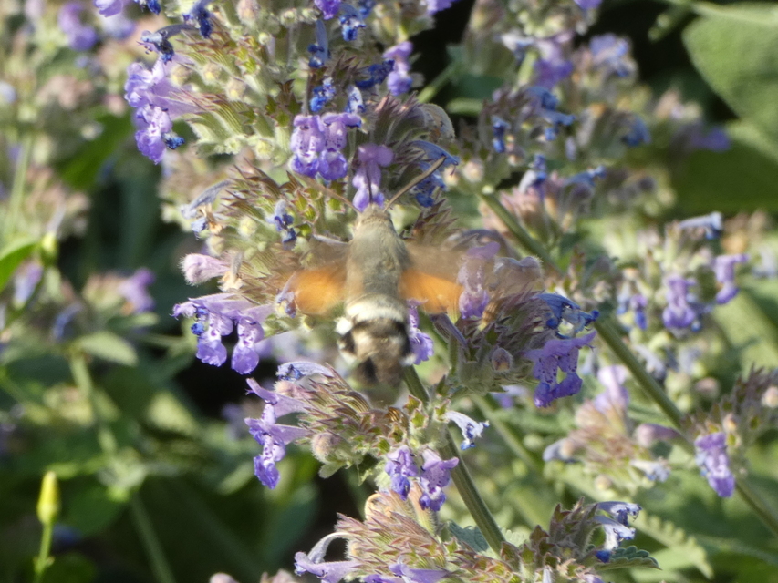 Macroglossum stellatarum - kacsafarkú szender