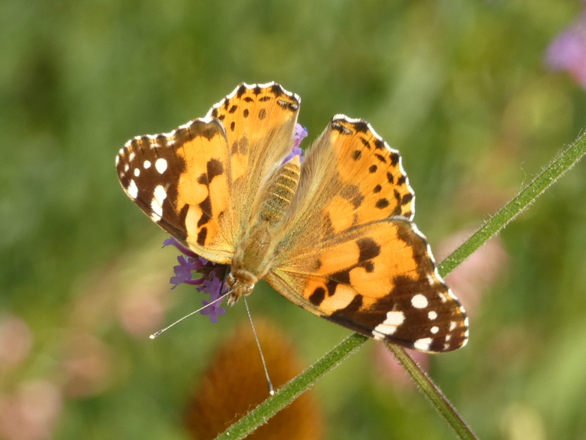 Vanessa cardui - bogáncslepke