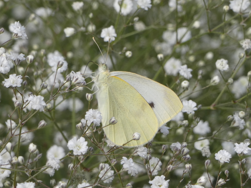 Pieris rapae - répalepke
