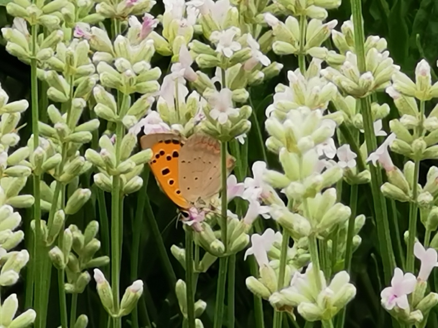 Lycaena phlaeas - közönséges tűzlepke
