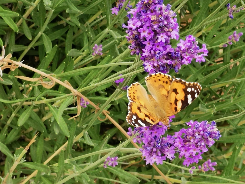 Vanessa cardui - bogáncslepke