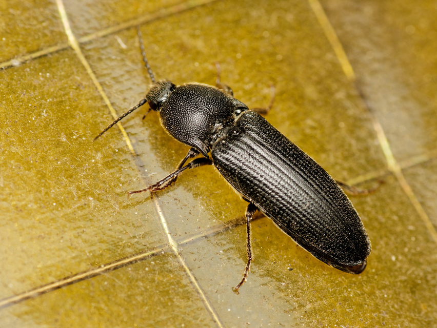 Melanotus