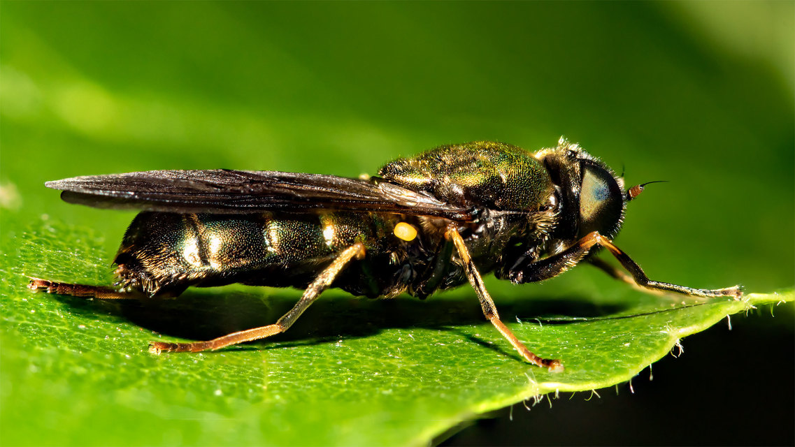 Chloromyia speciosa