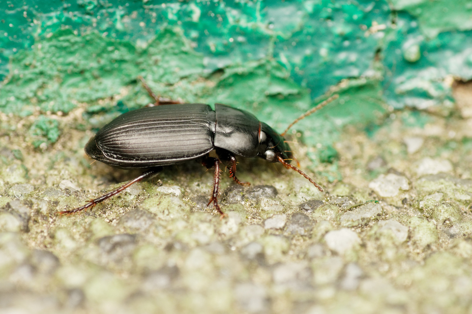 Harpalus subcylindricus - keskeny lomhafutó