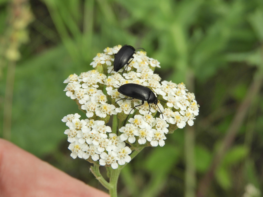 Podonta nigrita - szerecsenbogár
