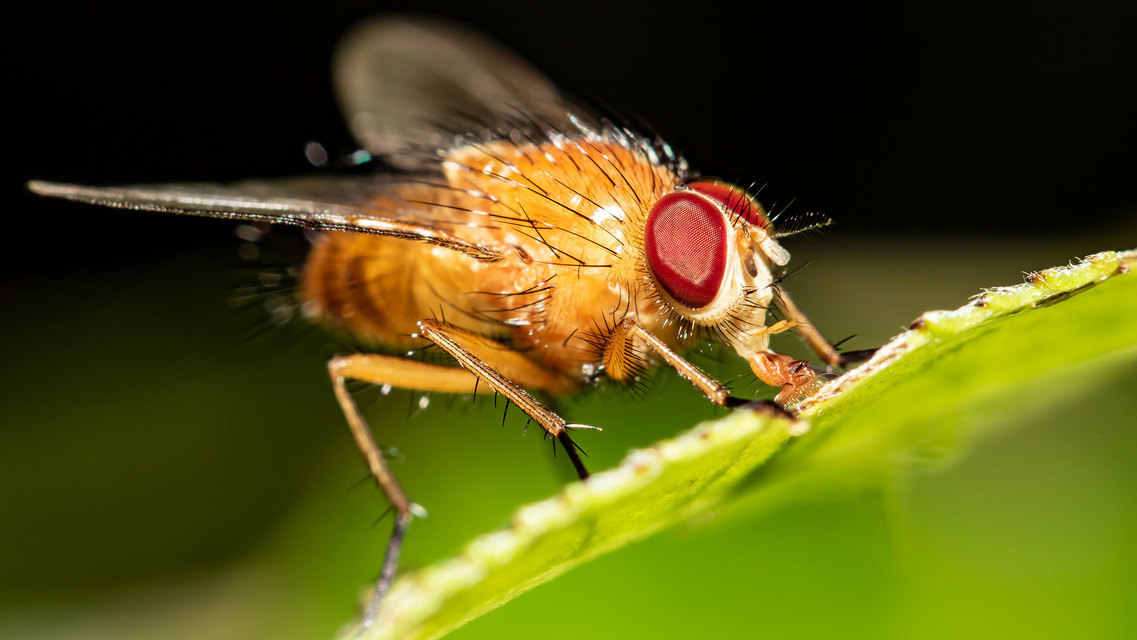 Phaonia pallida