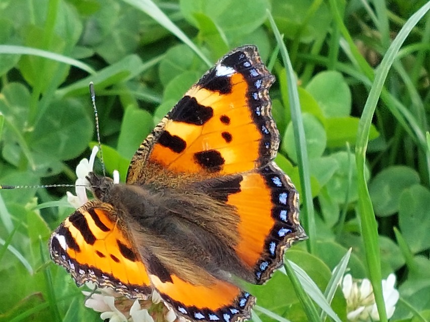 Nymphalis urticae - kis rókalepke