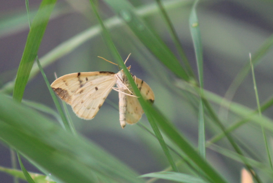 Eulithis pyraliata - sárga galajaraszoló