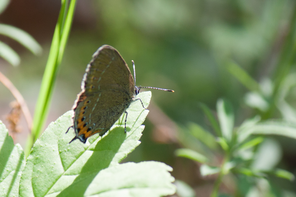 Satyrium pruni - szilvafa-csücsköslepke