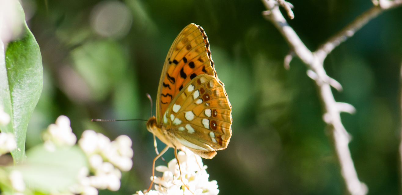 Argynnis adippe - ezüstös gyöngyházlepke