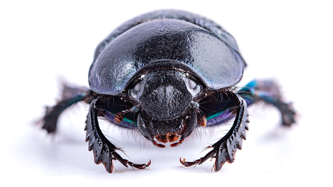 Anoplotrupes stercorosus - erdei álganéjtúró
