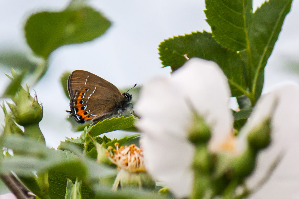 Satyrium pruni - szilvafa-csücsköslepke